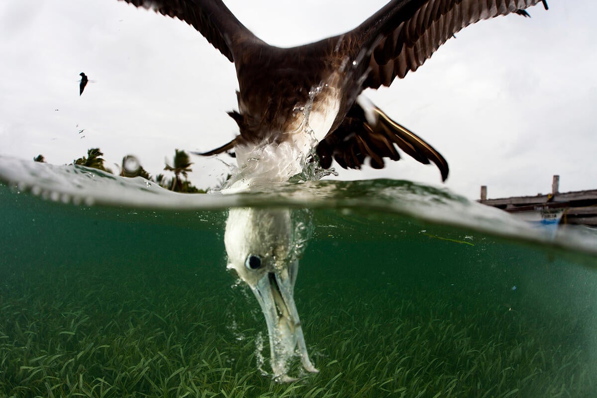 Magnificent Frigatebird/Professional Category. Keith Ellenbogen/Audubon Photography Awards