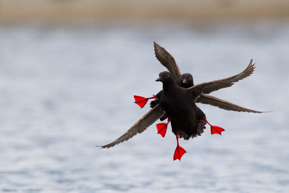 Pigeon Guillemot/Professional Category. Ken Archer/Audubon Photography Awards