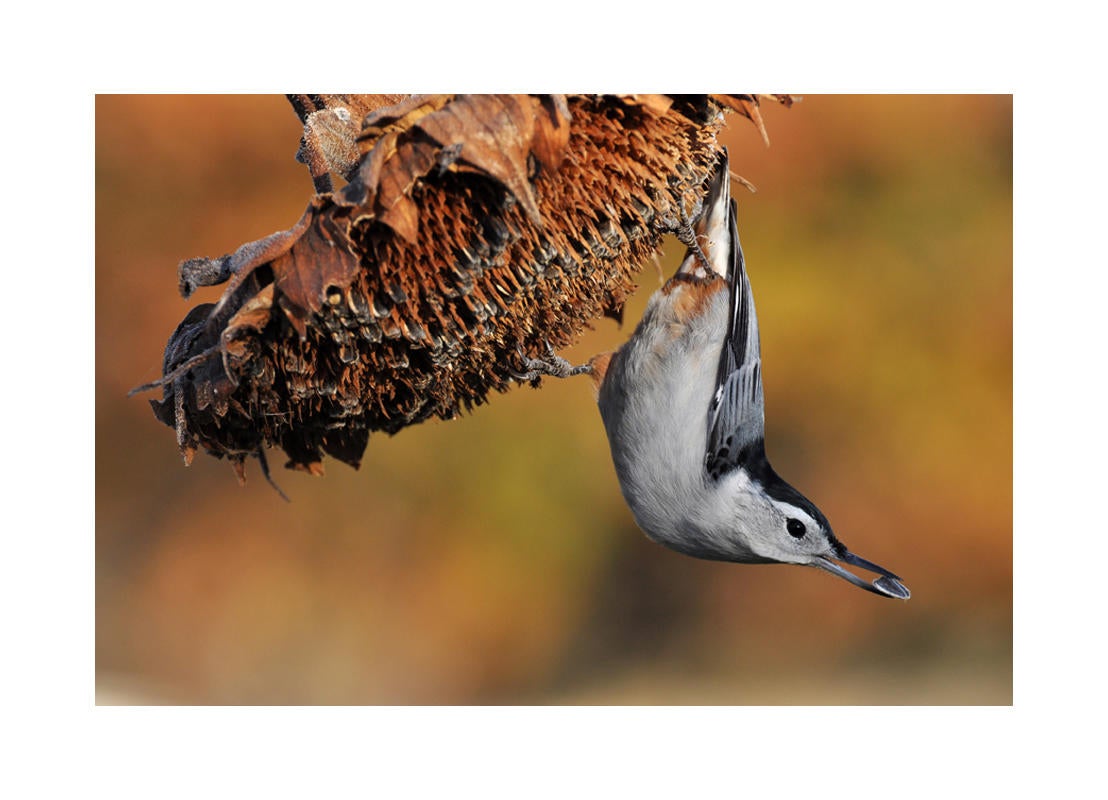 White-breasted Nuthatch/Amateur Category. Kenneth Heiar/Audubon Photography Awards