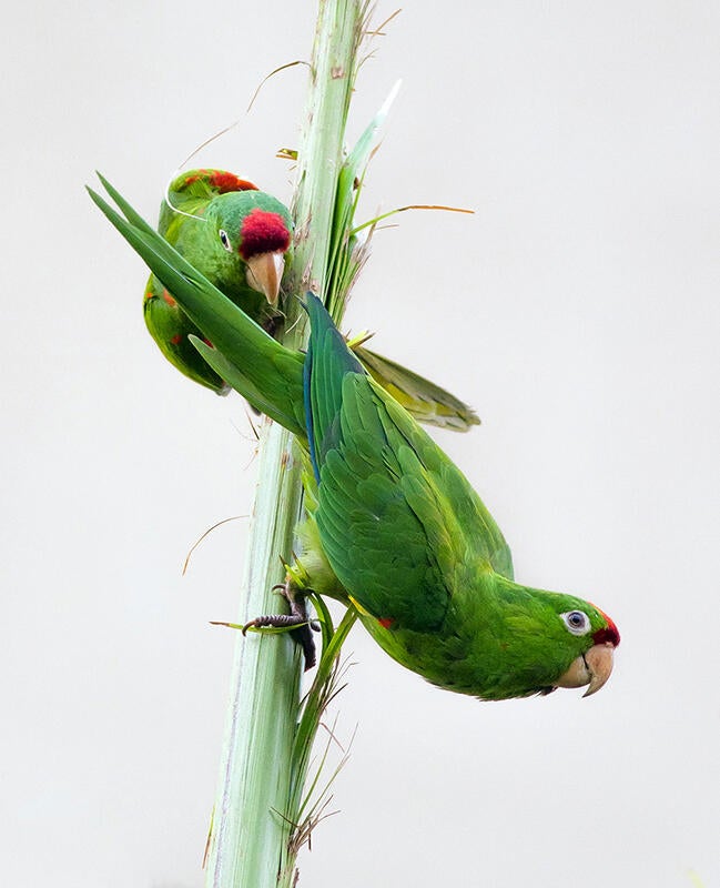 Crimson-fronted Parakeet/Amateur Category. Kevin Malo/Audubon Photography Awards