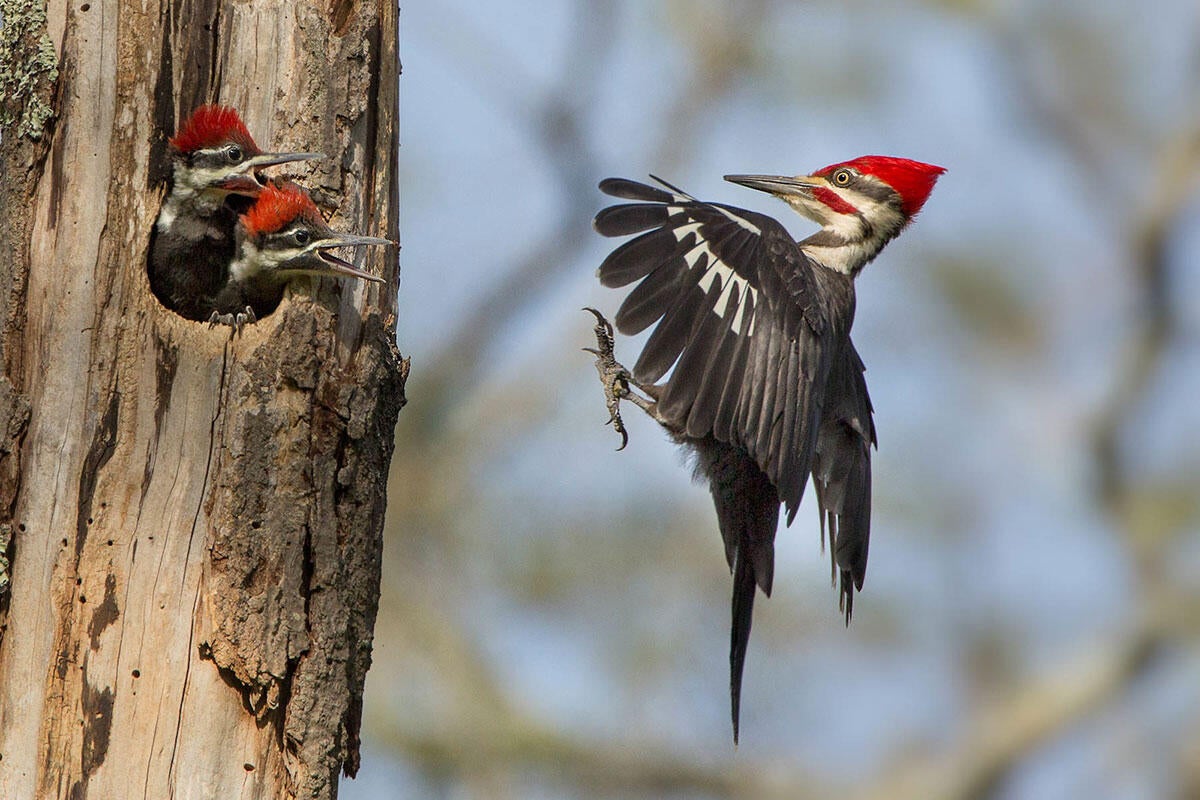 Pileated Woodpecker/Amateur Category. Linda Cullivan/Audubon Photography Awards