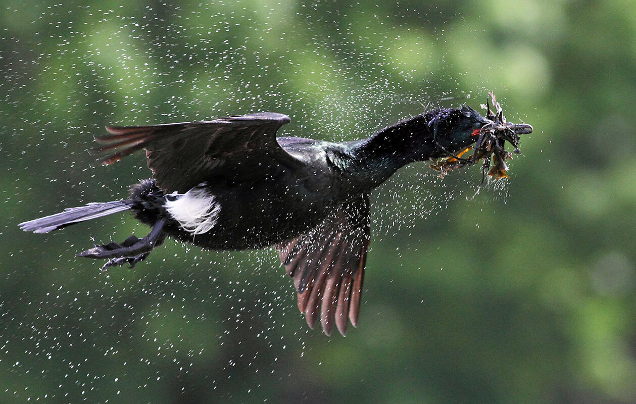 Pelagic Cormorant/Youth Category. Liron Gertsman/Audubon Photography Awards