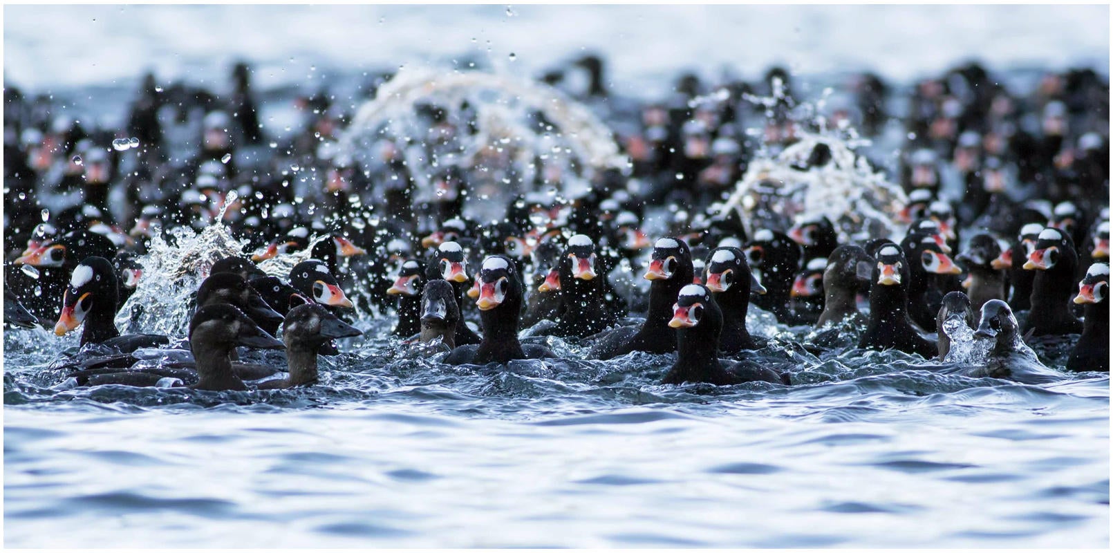 Surf Scoter/Youth Category. Liron Gertsman/Audubon Photography Awards