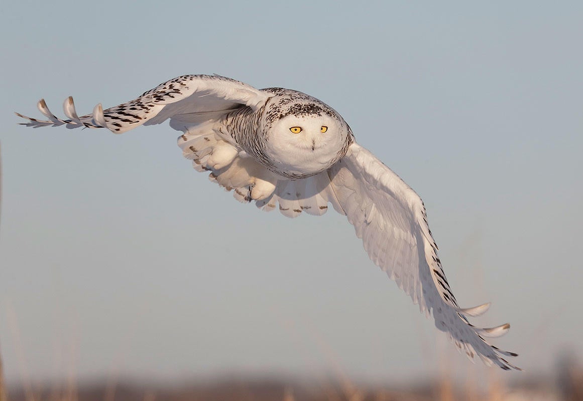 Snowy Owl/Amateur Category. Loi Nguyen/Audubon Photography Awards