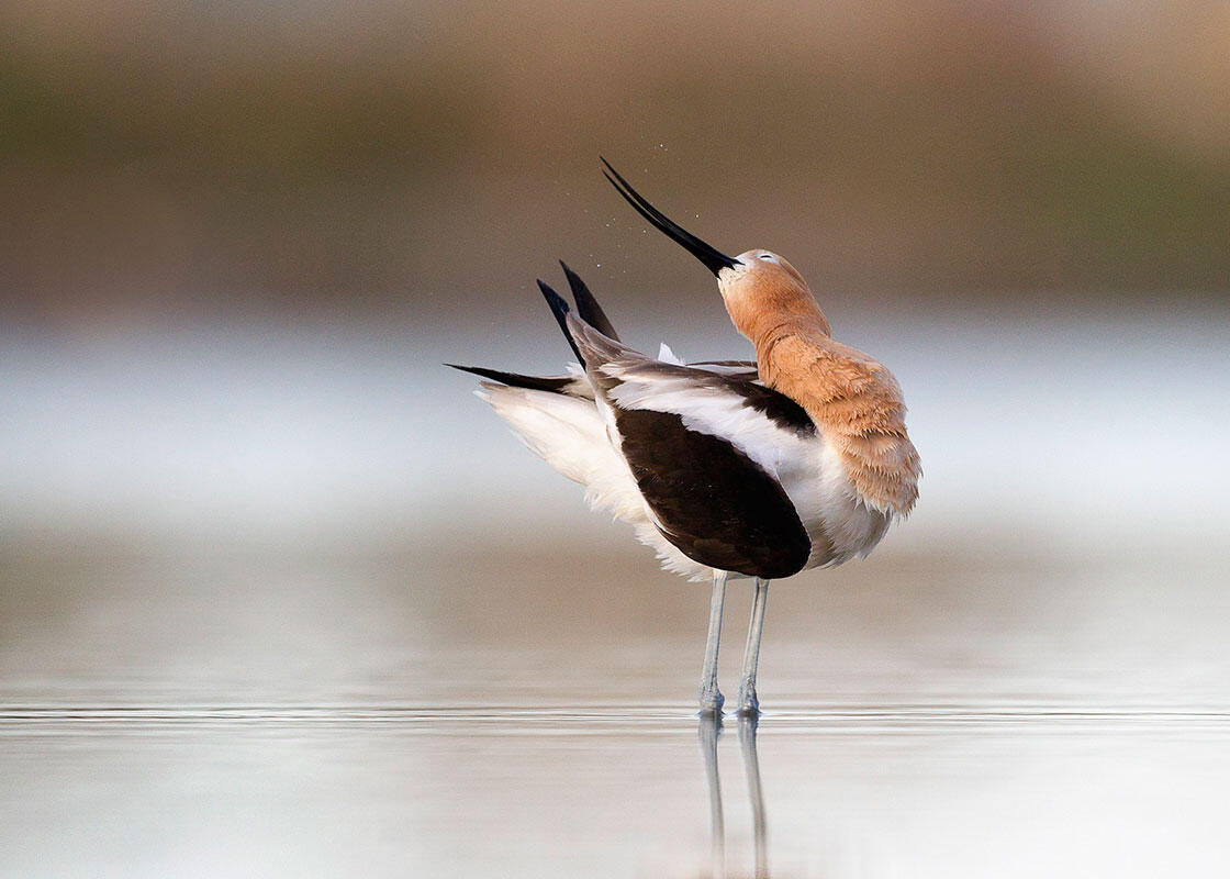 American Avocet/Professional Category. Melissa Groo/Audubon Photography Awards