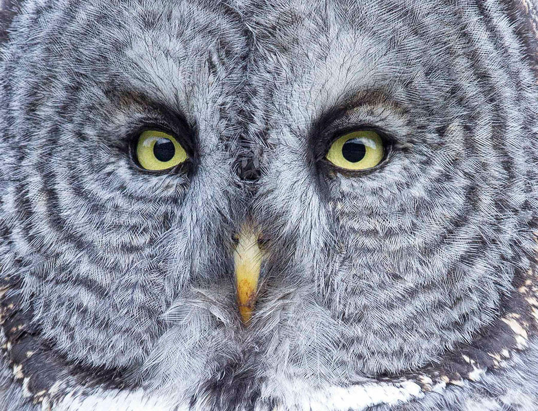 Great Gray Owl/Professional Category. Melissa Groo/Audubon Photography Awards