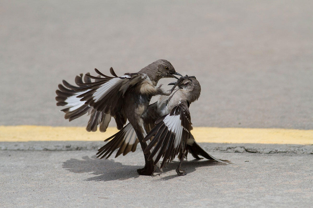 Northern Mockingbird/Youth Category. Miles Goldenberg/Audubon Photography Awards