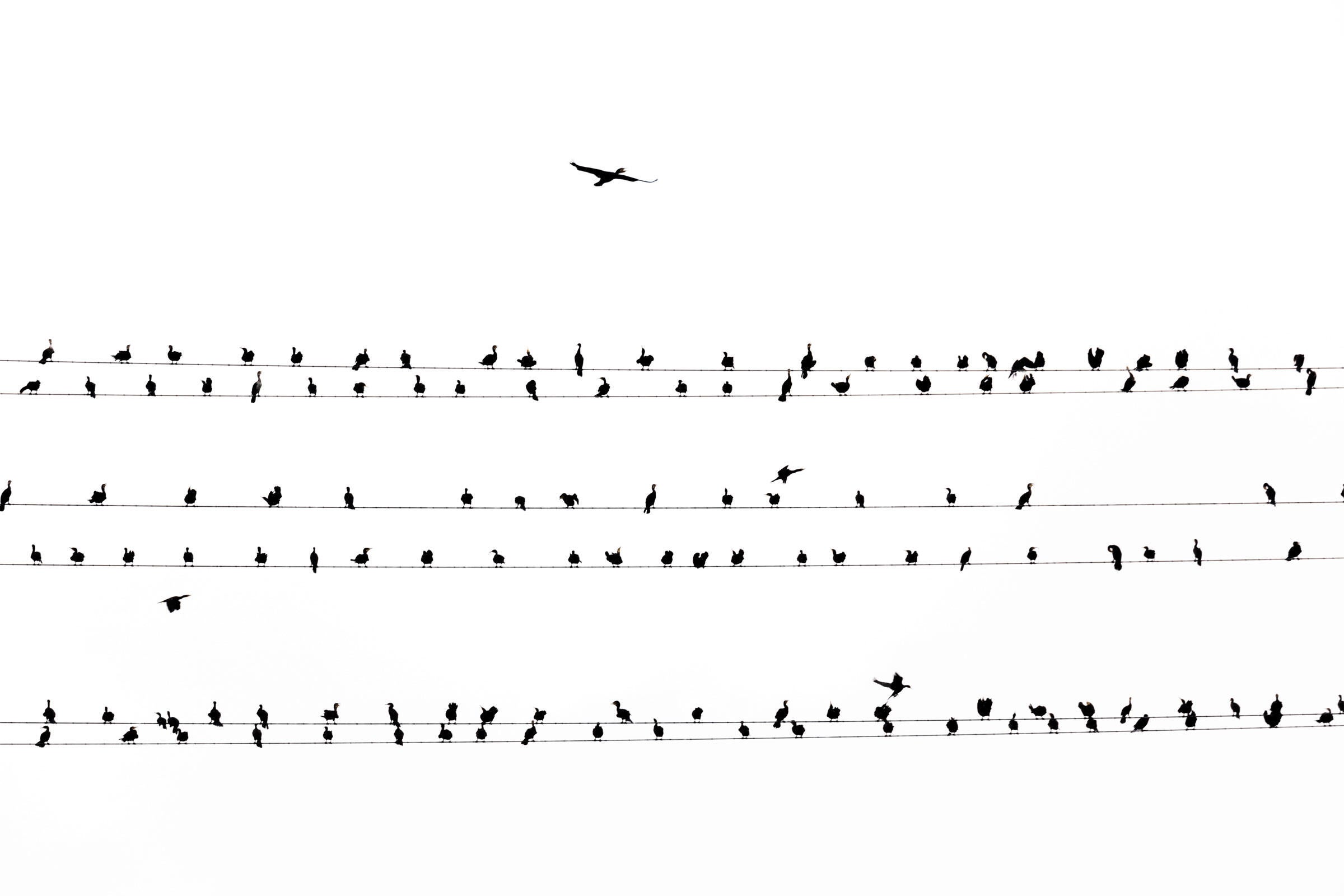 Japan's Cormorant Problem Is Beautifully Captured in These Eerie Photos