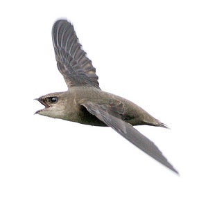 Chimney swift (c) Michael Brown from www.flickr.com