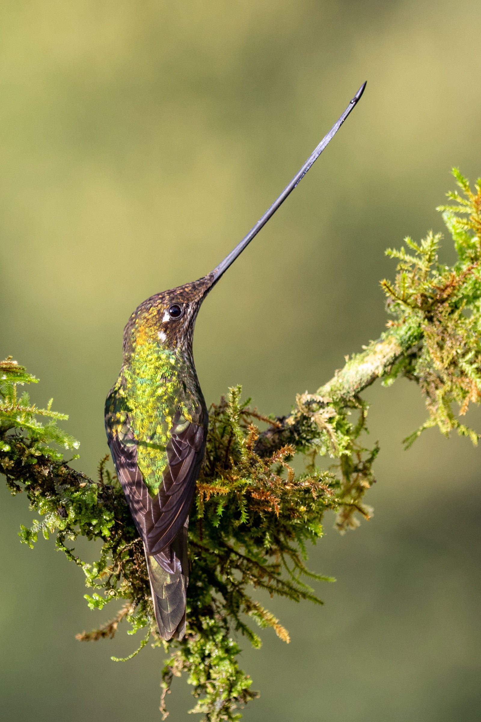 A shimmering green hummingbird sits in the V of a branch, its back to the camera. Its swordlike black bill—longer than its body—points up to the right.