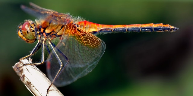 sympetrum_flaveolum_- sympetrum_flaveolum_-