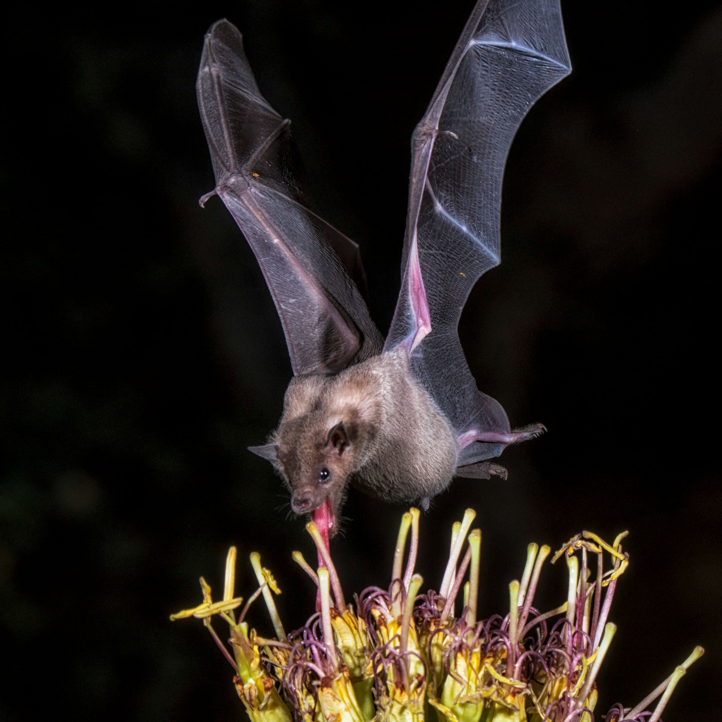 A bat hovers over an agave plant at night, drinking the nectar with its long tongue.