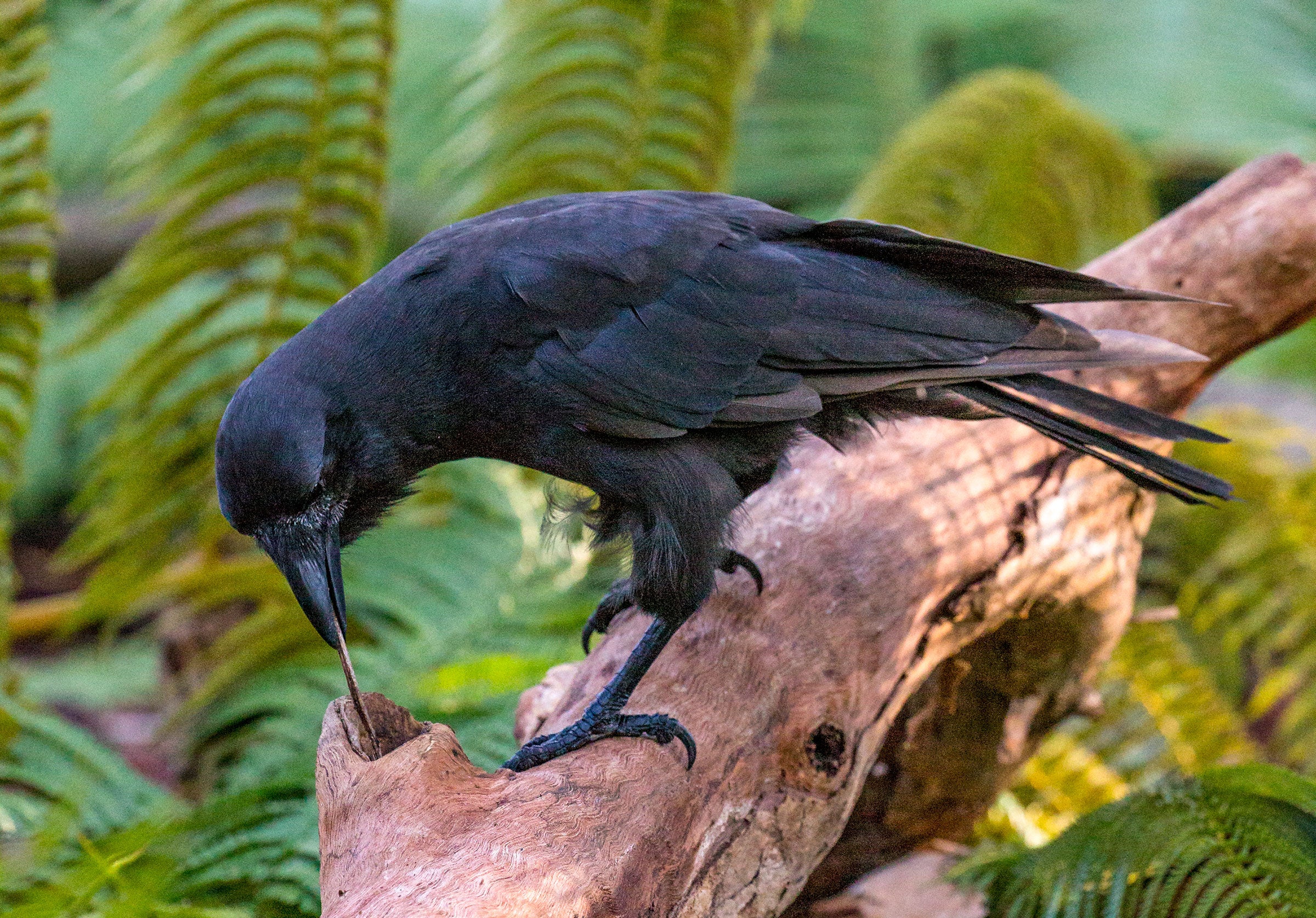 Adult ʻAlalā demonstrating tool use behavior. Ken Bohn/San Diego Zoo Global