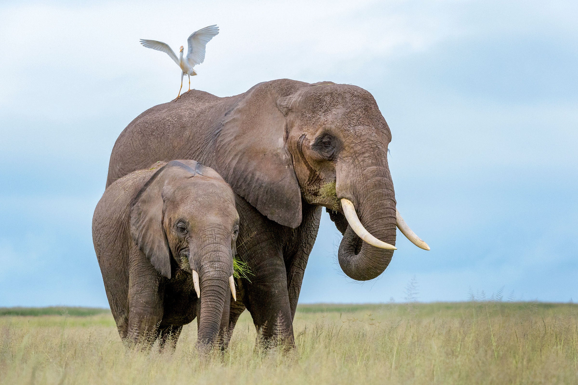 Cattle Egret and African Bush Elephants. André Gilden/Alamy