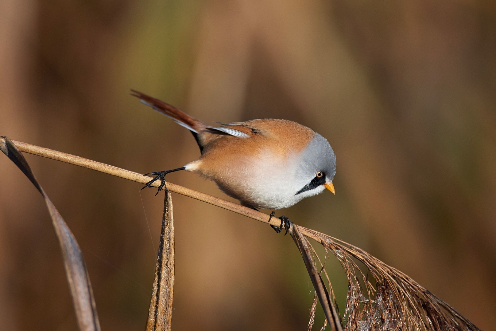Borb What’s the Difference Between a ‘Borb’ and a ‘Floof’? | Audubon