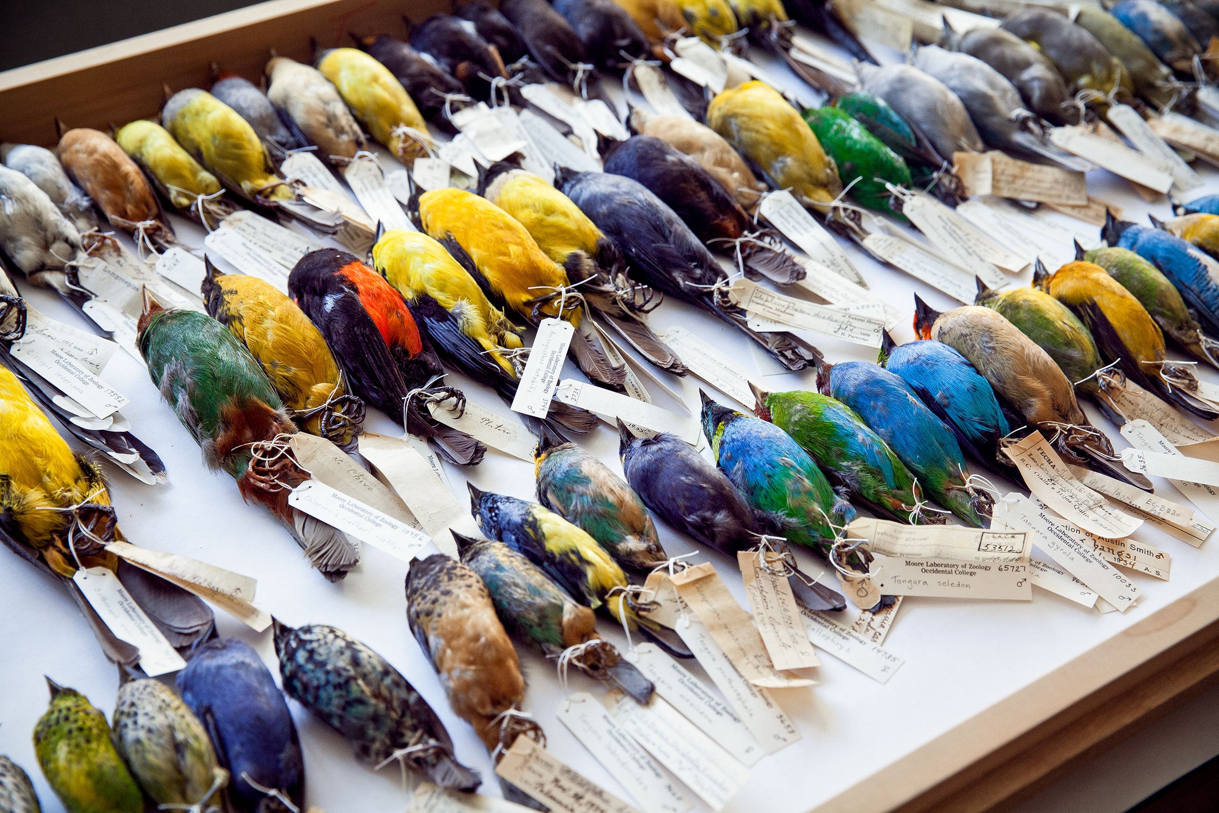 Tanager specimens from the Moore Laboratory of Zoology. Robyn von Swank