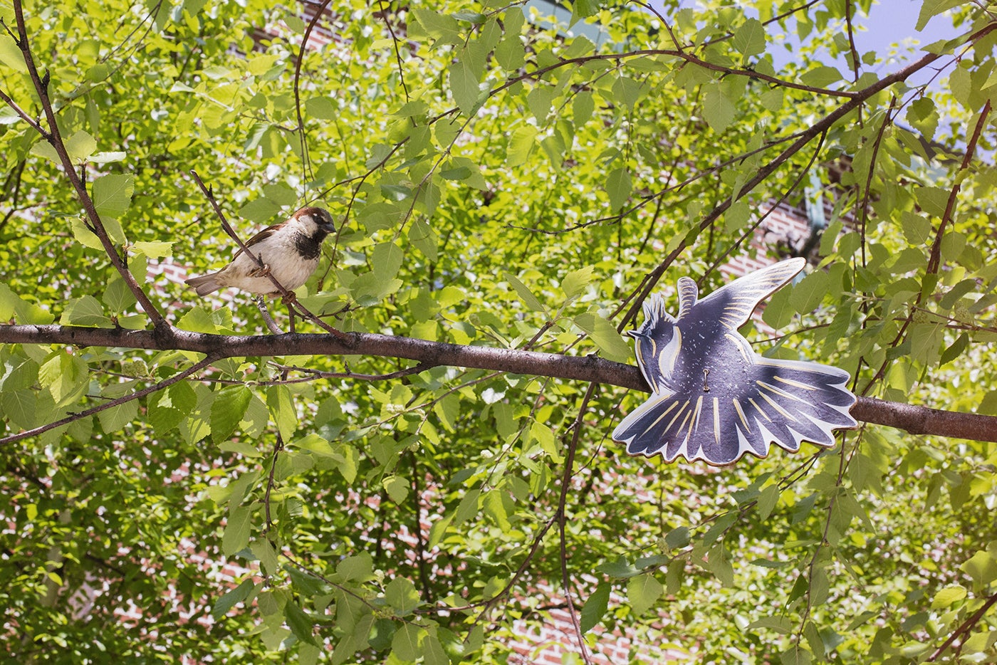 A male House Sparrow (left) meets a Green-bearded Helmetcrest hummingbird. (The hummingbird cutouts are not to scale.) Mike Fernandez/Audubon