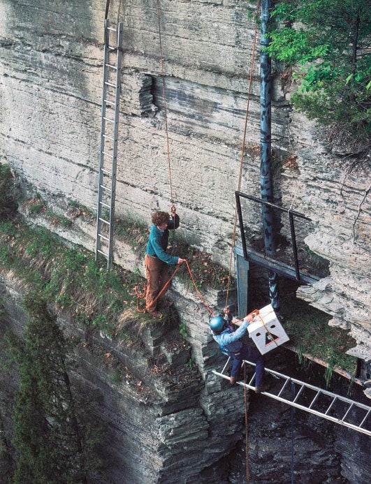 Members of Tom Cade's team placing the young falcons in their hack box, 1975. David Allen