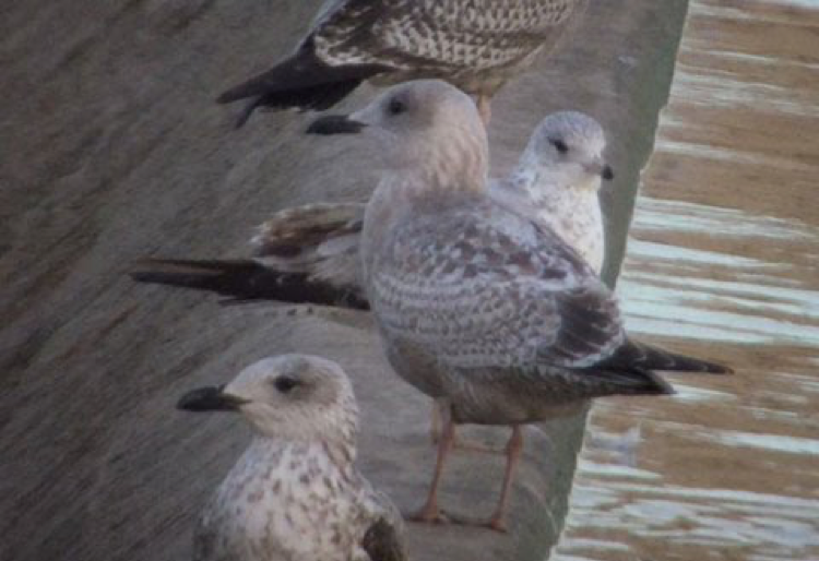 The 118th CBC in Texas | Audubon