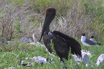 Brown Pelican coated in oil