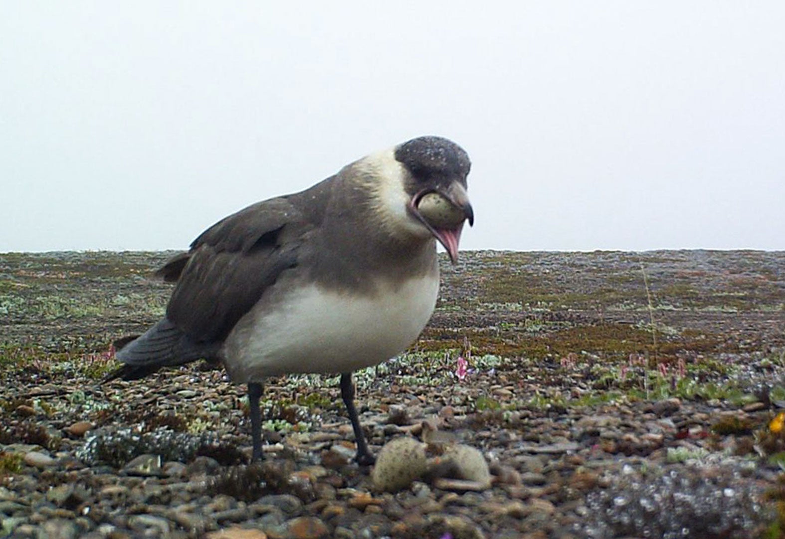 A Parasitic Jaeger (also known as Arctic Skua) swallows Common Ringed Plover eggs. True to its name, the seabird mostly subsists on food stolen from other birds. Pavel Tomkovich/BirdsRussia