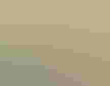 Tricolored Blackbird photo by Marcel Holyoak/Flickr CC