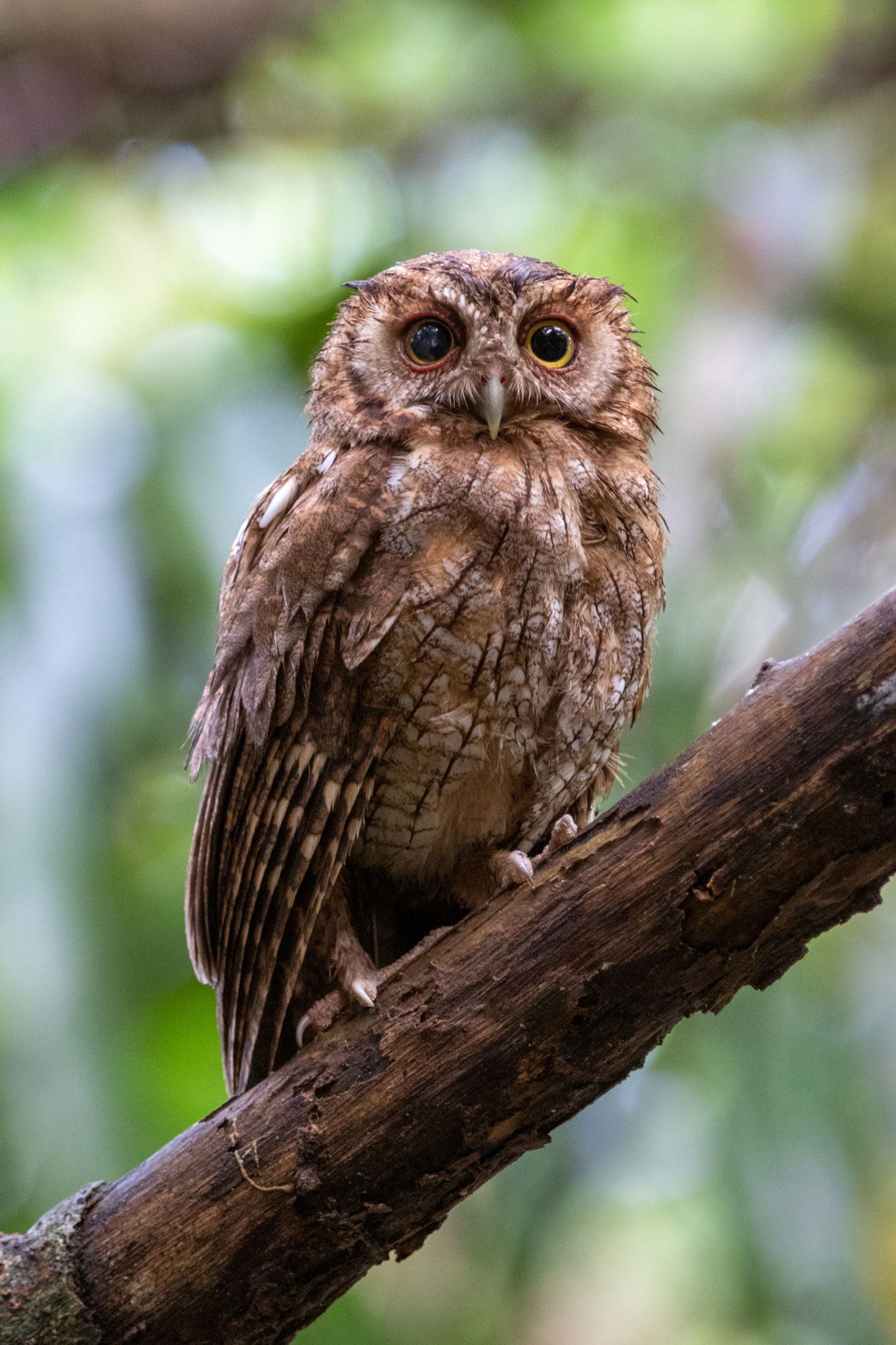 A fluffy brown owl with dark eyes looks directly at the camera.