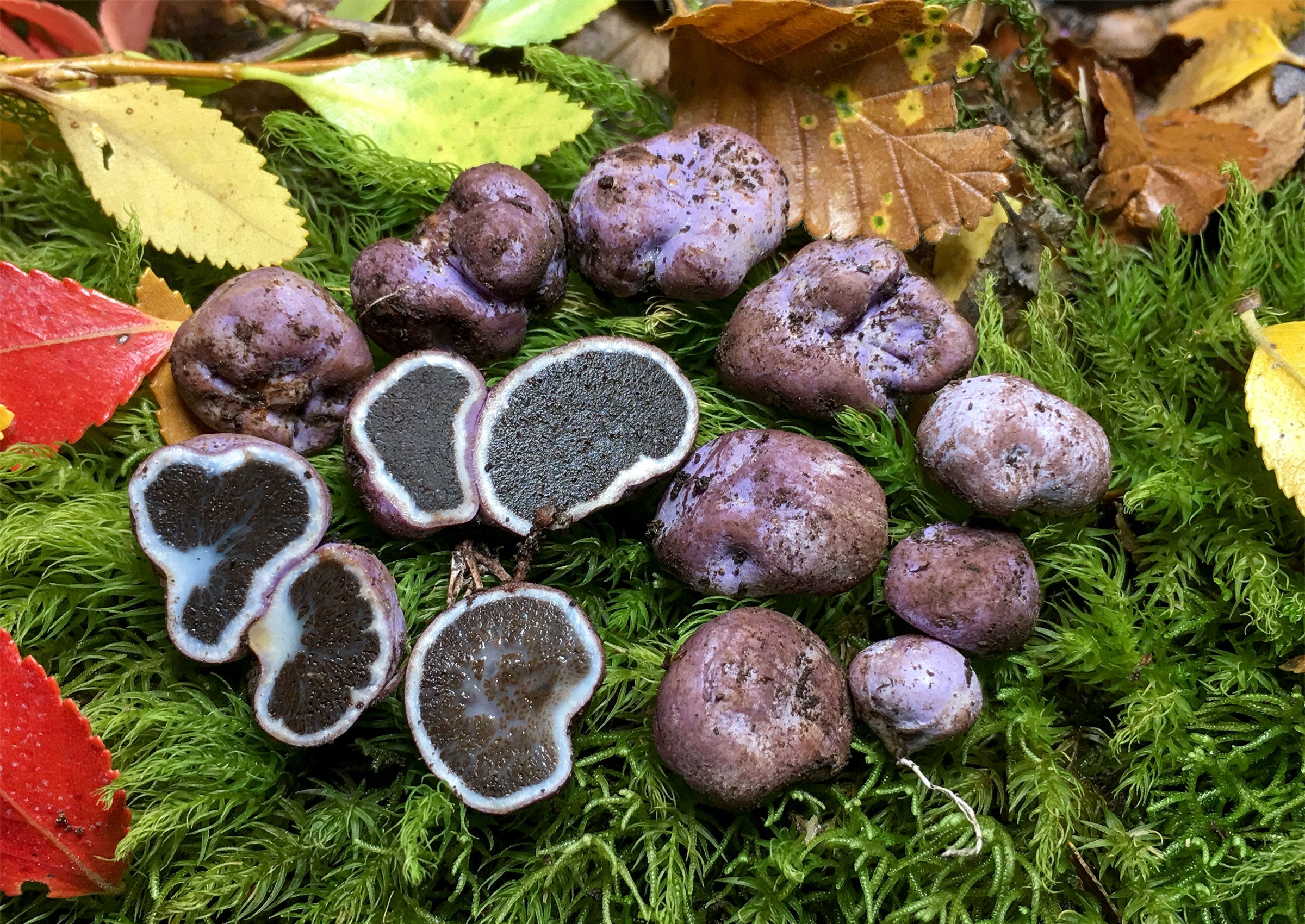 Hallingea purpurea truffles. Matthew Smith