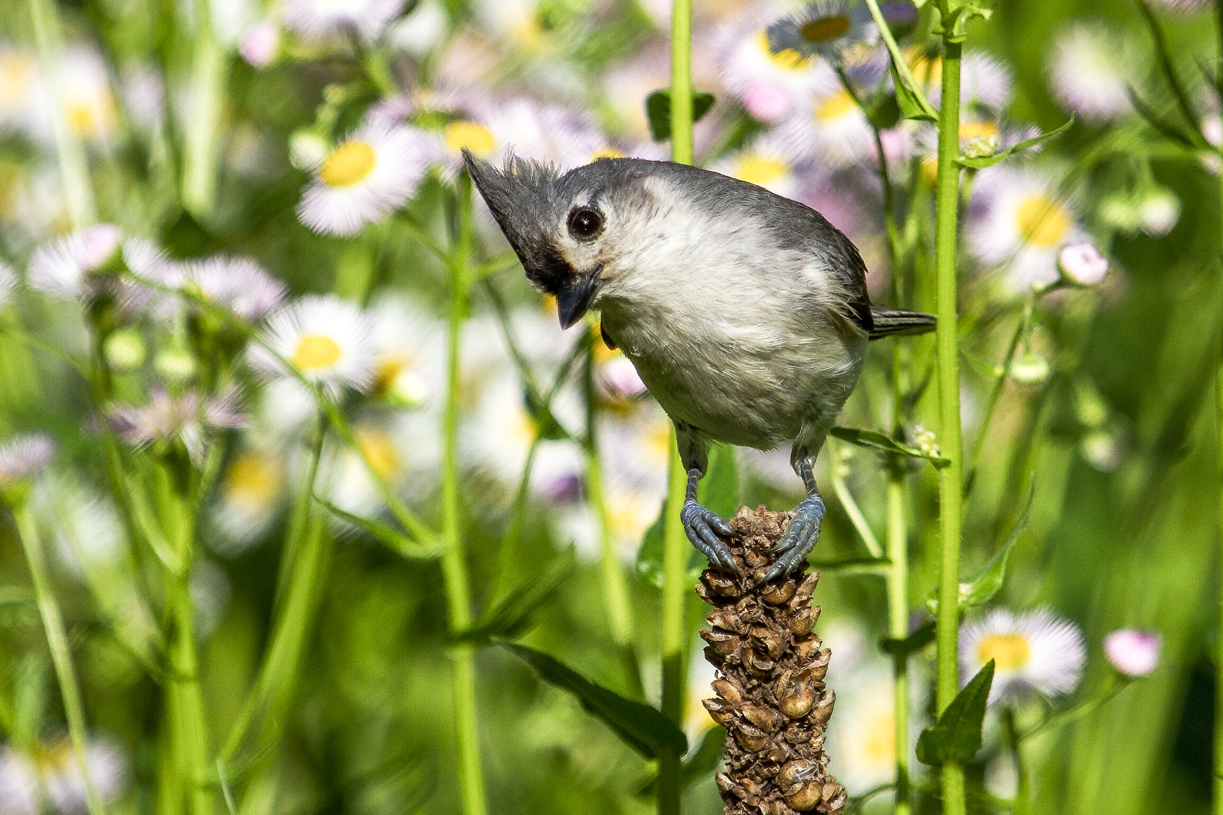 Tufted Titmouse Tufted Titmouse. Tufted Titmouse. Linda Torlay/Great Backyard Bird Count