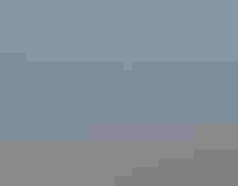 Five Tule Geese, which are mostly brown with white bellies and wing edges and orange feet, fly in to land on a pond amid tall marsh grasses. The birds appear blurry in the image because they are in motion.