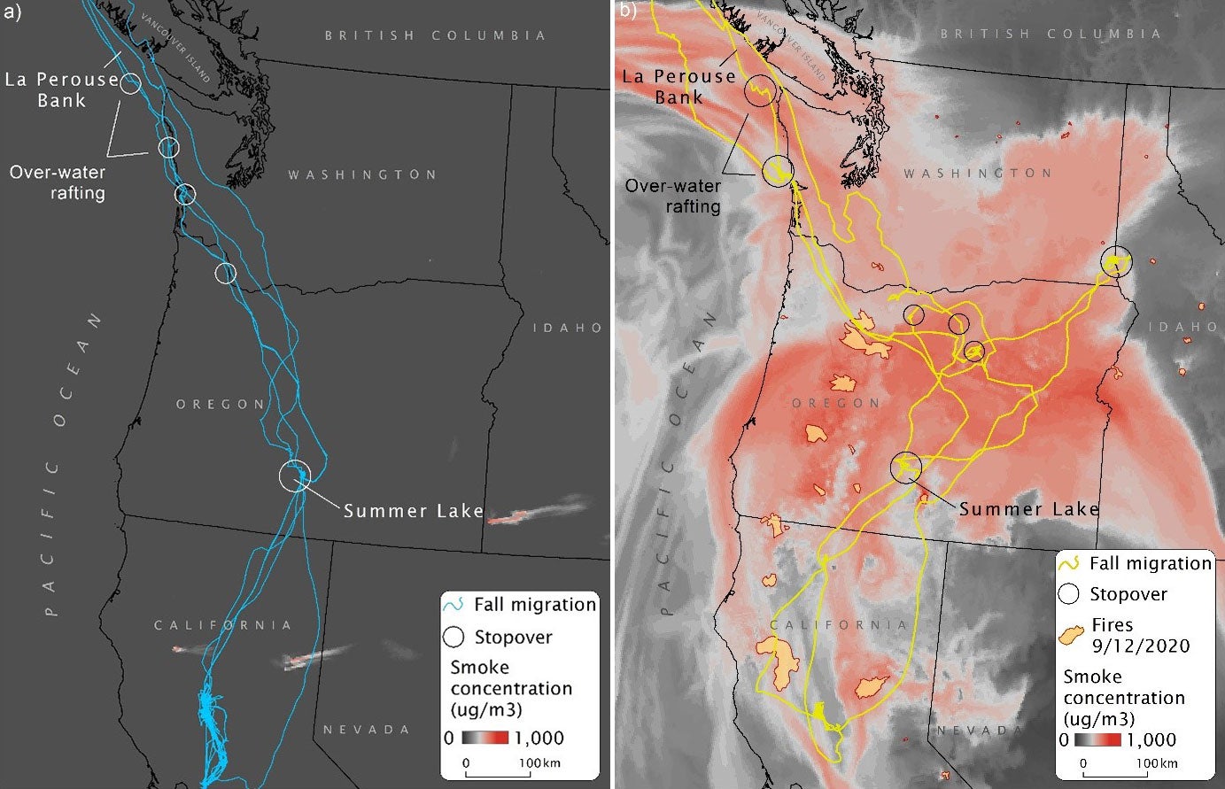 Two maps, produced by Overton's team, compare fall migration routes for Tule Greater White-fronted Geese in 2019 (five geese) and 2020 (four geese), centered on Summer Lake Wildlife Area in Oregon. The left map (2019) shows migration tracks that follow relative straight lines. In 2020, when this area experienced massive wildfires which produced thick smoke, the geese go off course; each bird follows a different track that scatters across the state, showing the fires' impact on migration routes.