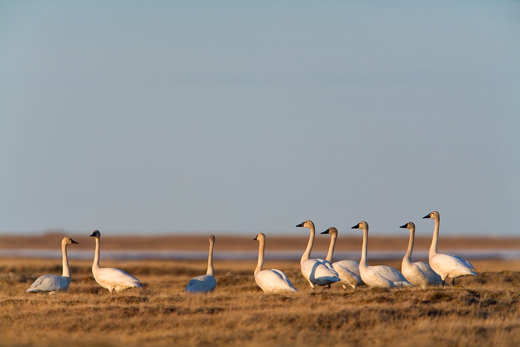 Tundra Swans in Arctic Refuge | Milo Burcham
