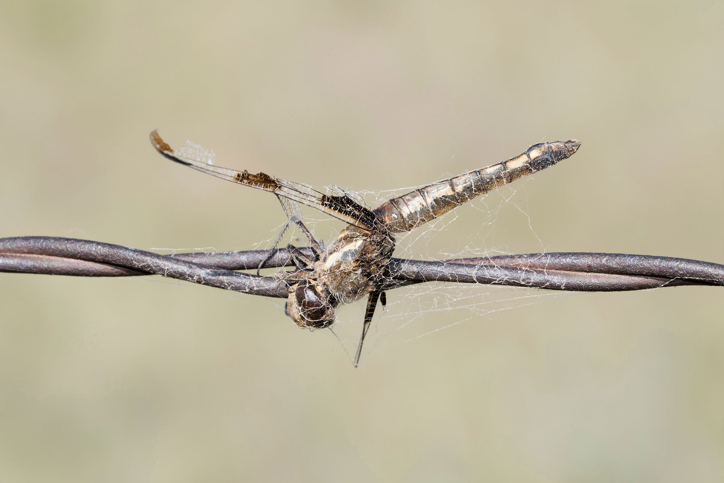 Twelve spotted skimmer. Rachel Hopper