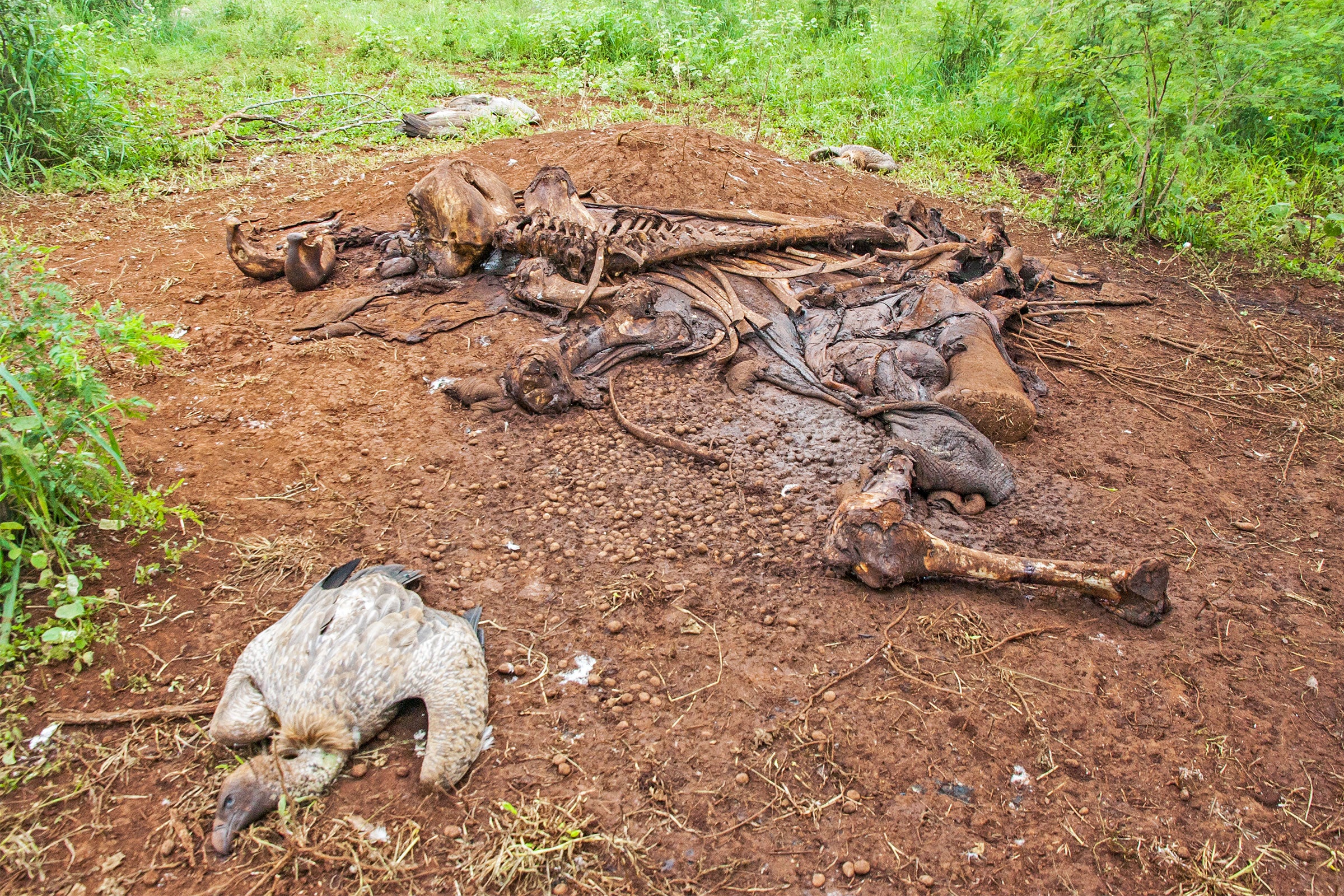 More than 100 White-backed Vultures and Hooded Vultures, both critically endangered, were poisoned in Mbashene, Mozambique in February of 2018. The birds were killed after feeding on a poisoned elephant carcass that was poached for its tusks. Andre Botha