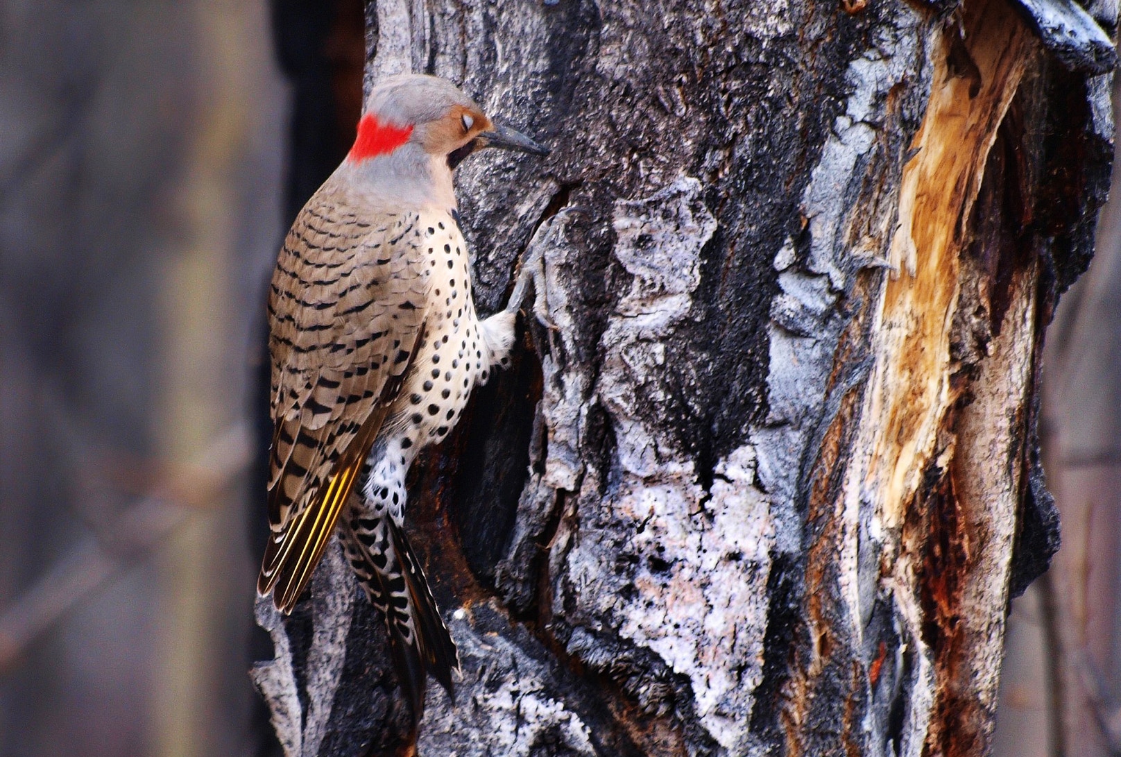 What Bird is a Keystone Species: Nature's Balancer