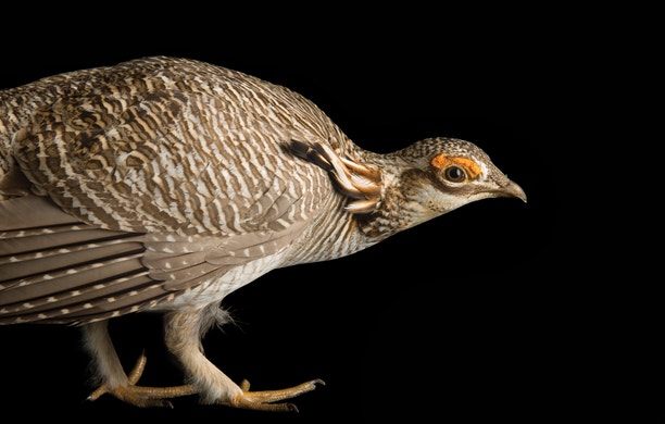 What the Heck Is a Lek? The Quirkiest Mating Party on Earth. | Audubon