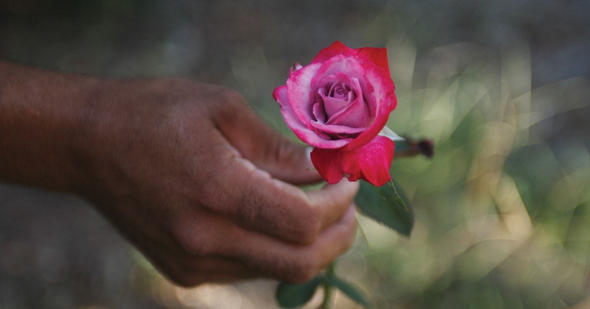 Rose Not Rosa A Rose is Not a Rose | Audubon