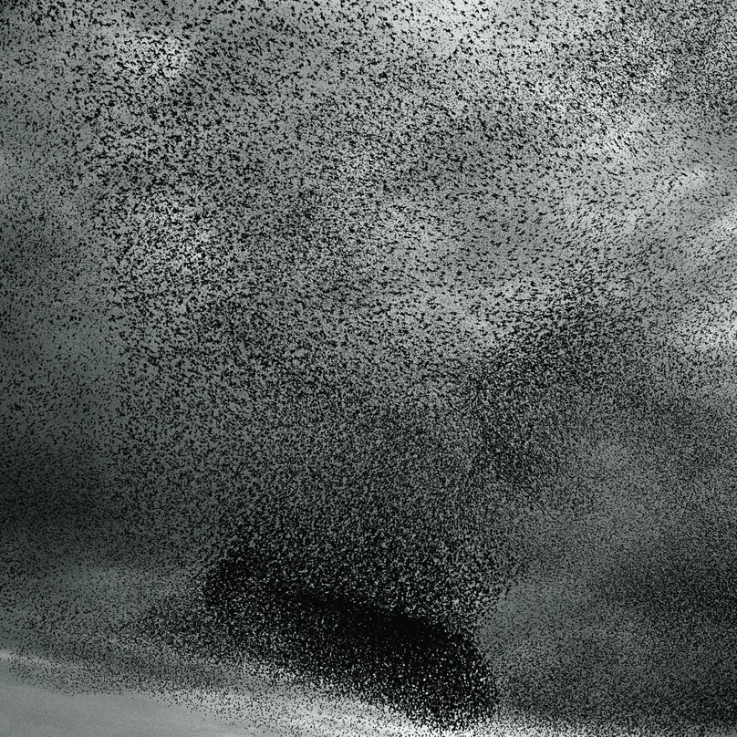 How a Flock of Birds Can Fly and Move Together | Audubon