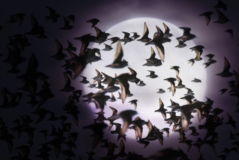Why Do Birds Migrate at Night? Surprising Science Explained