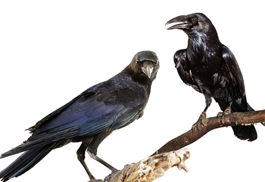 Crows Racine Remarkably Curious and Intelligent, Crows and Ravens Deserve a Closer ...