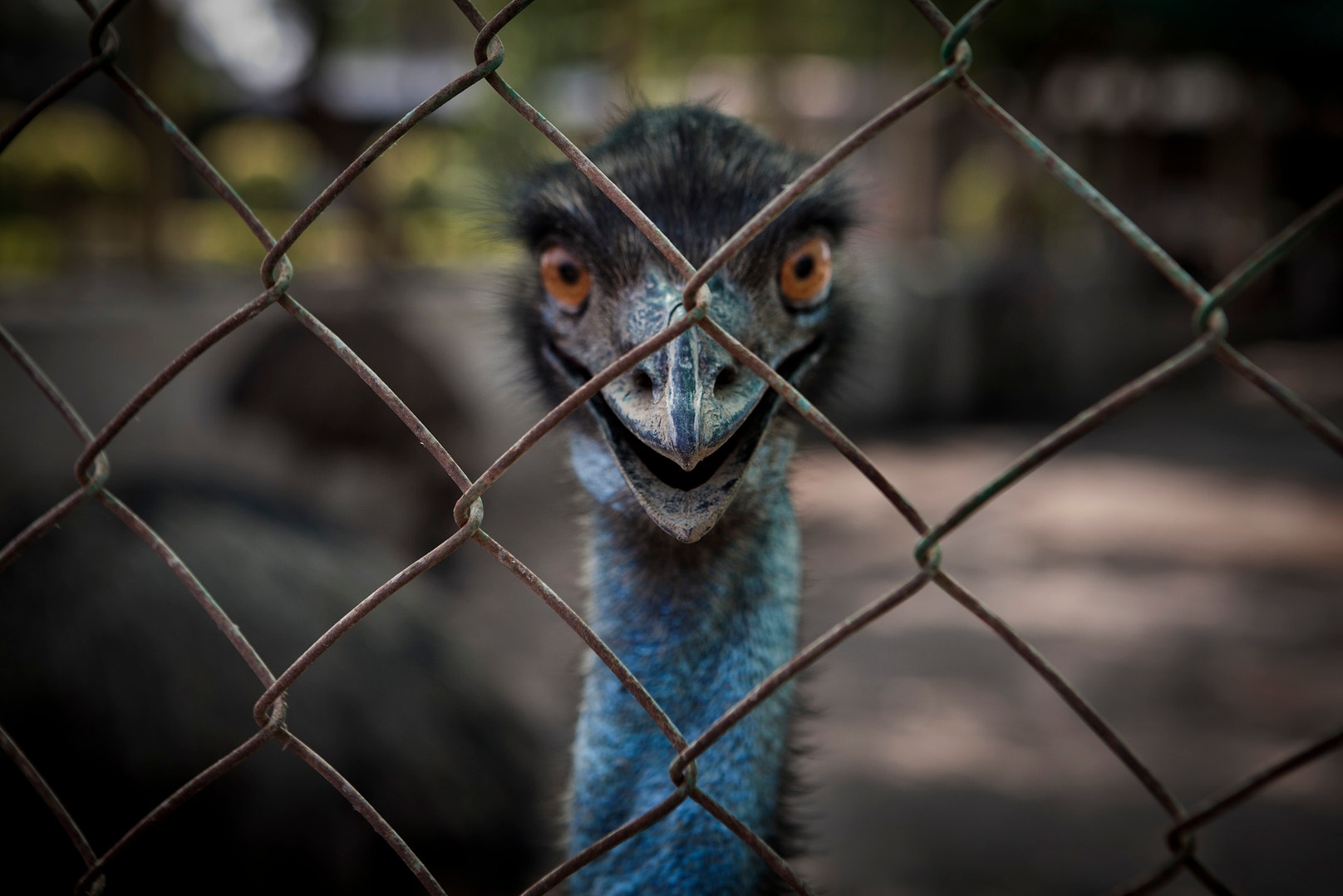 Environmental Problem With Emu The Emu Has Landed (in India) | Audubon