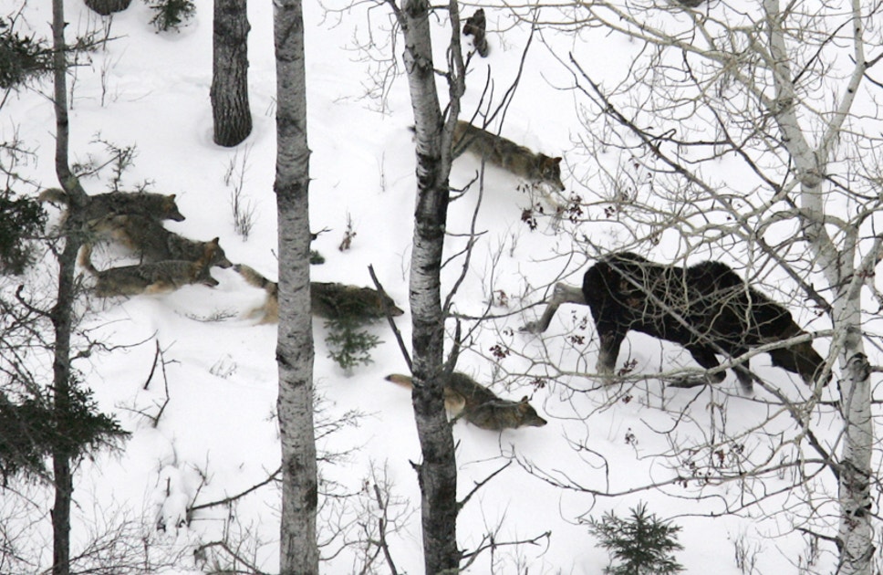 Parachuting Wolves The Park Service Mulls a Decision About Michigan's Isle Royale | Audubon
