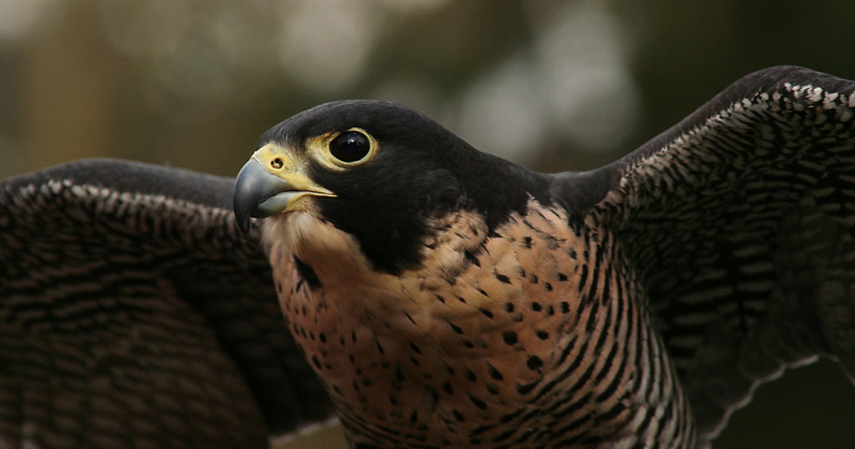 15 Facts About Raptors | Audubon