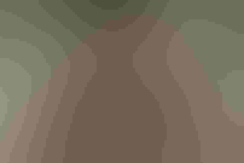 Red-tailed Hawk pair at nest. Photo: Nature Picture Library/Alamy