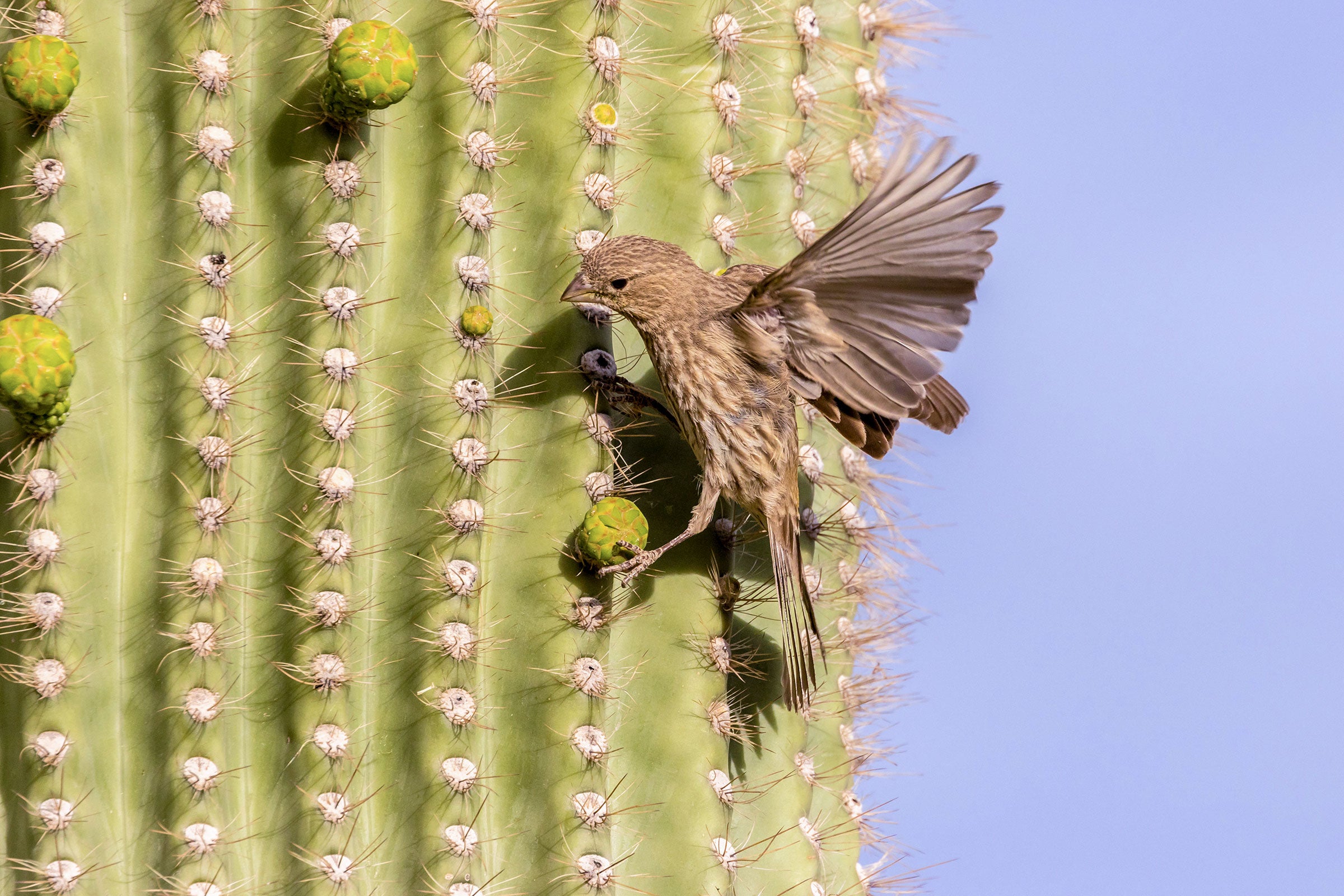 A brown and tan finch is midflight, with wings out in front of a spine-covered, green cactus. The bird is focusing on a flower bud. The sky in the background is blue.