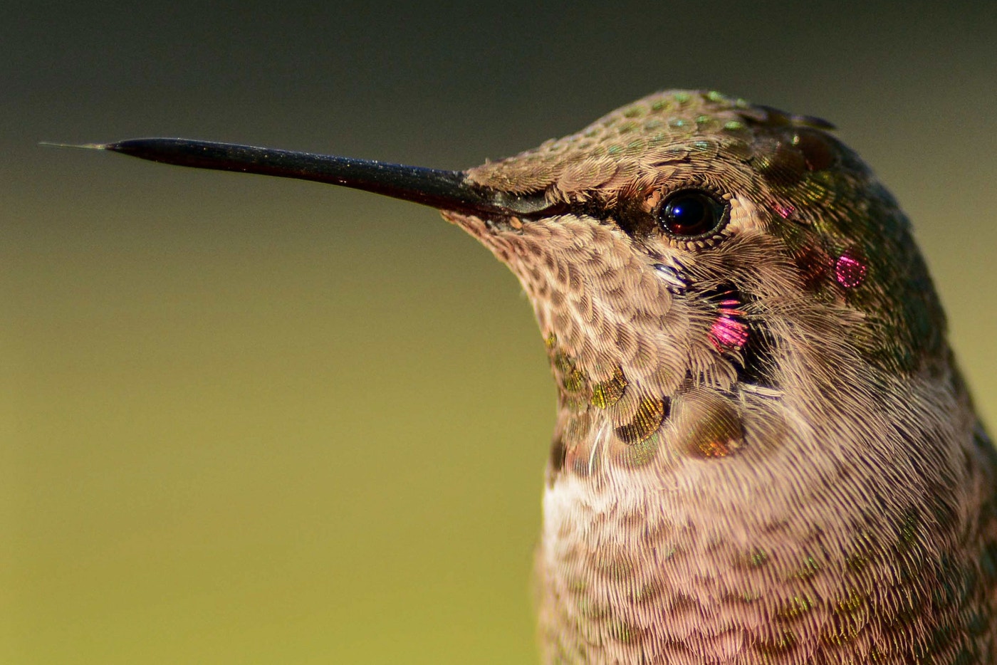 New Research Shows Hummingbirds Need Exceptional Brains to Hover | Audubon
