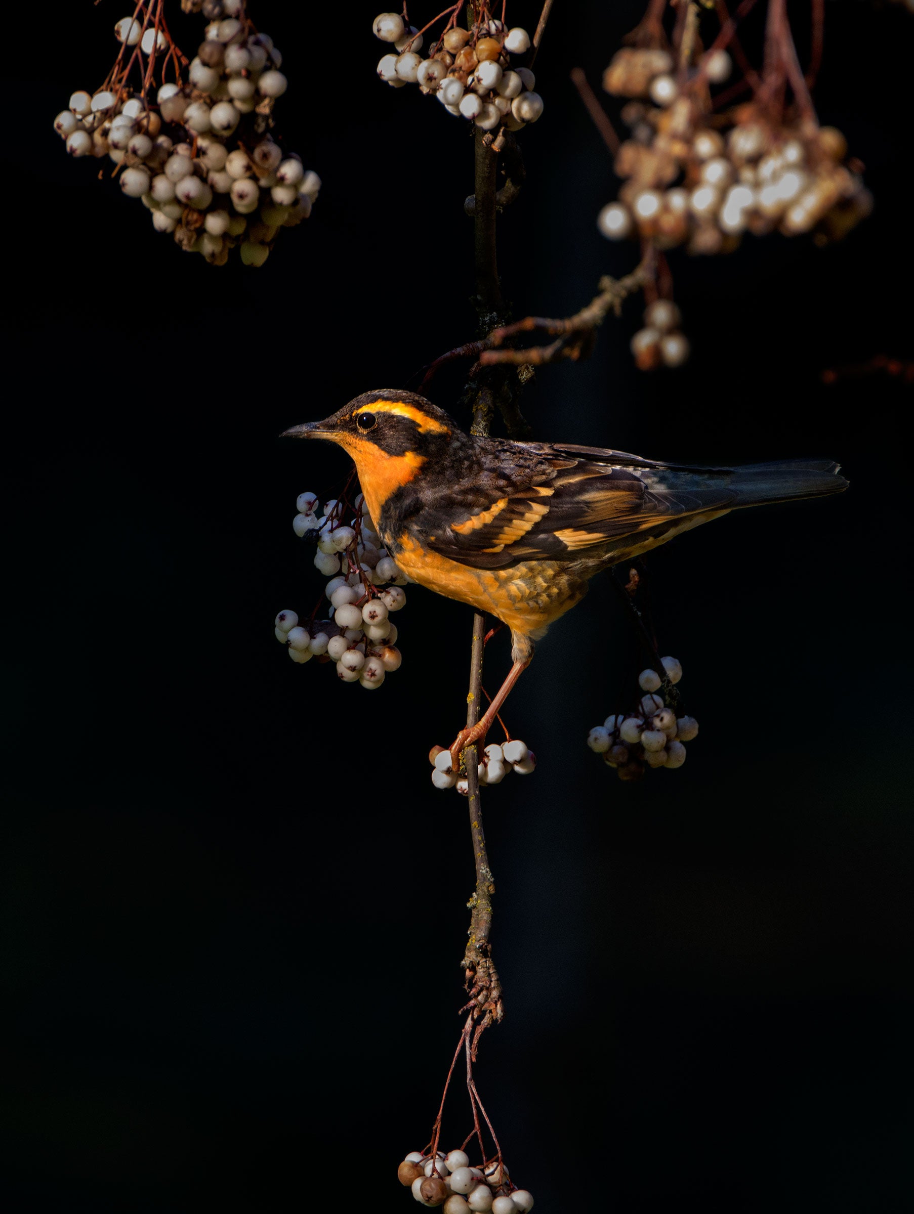 Varied Thrush. Heather Roskelley/Audubon Photography Awards