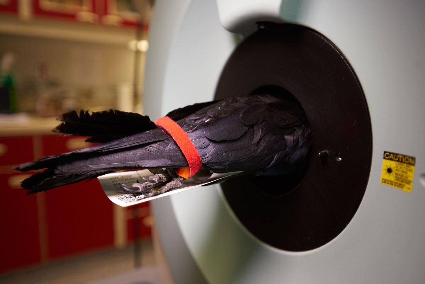 Crows Test Kit Meet the Bird Brainiacs: American Crow | Audubon