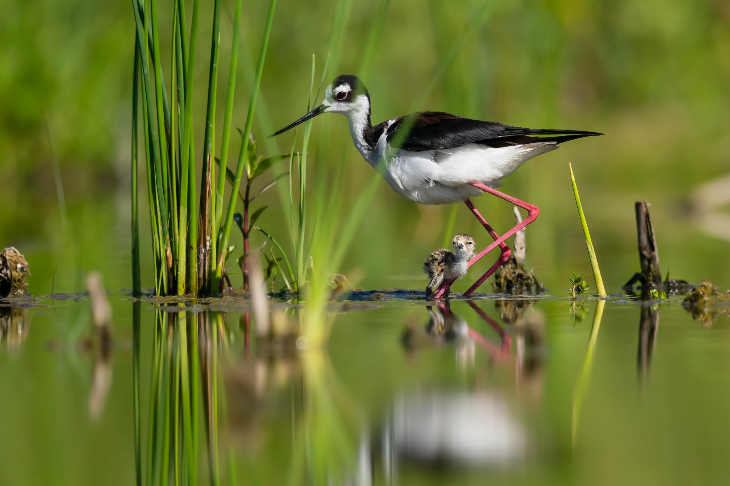 A fuzzy, mottled Black-necked Stilt chick stands beneath its more obvious parent, which has a white underbelly and black and brown back. The adult stands in profile, a clump of green grasses