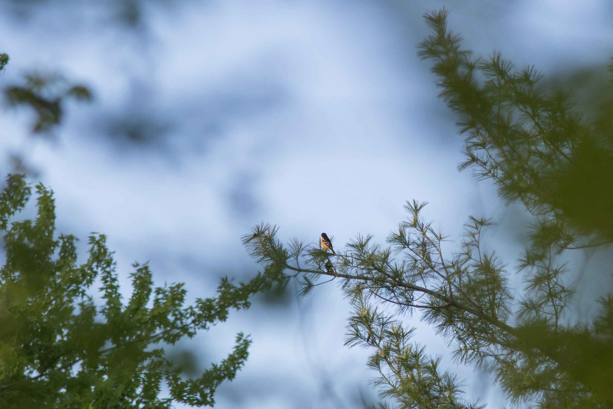 An orange-and-black Baltimore Oriole sings from its perch on an eastern white pine branch. The bird is small against a blue sky filled with white clouds, but its vibrant colors make it stand out against the sky and tree’s green needles.